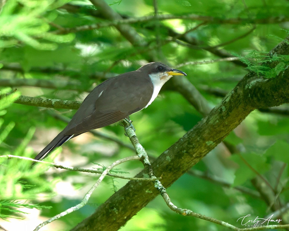 Yellow-billed Cuckoo - Corby Amos