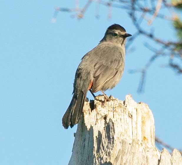 Pájaro Gato Gris - ML620455071