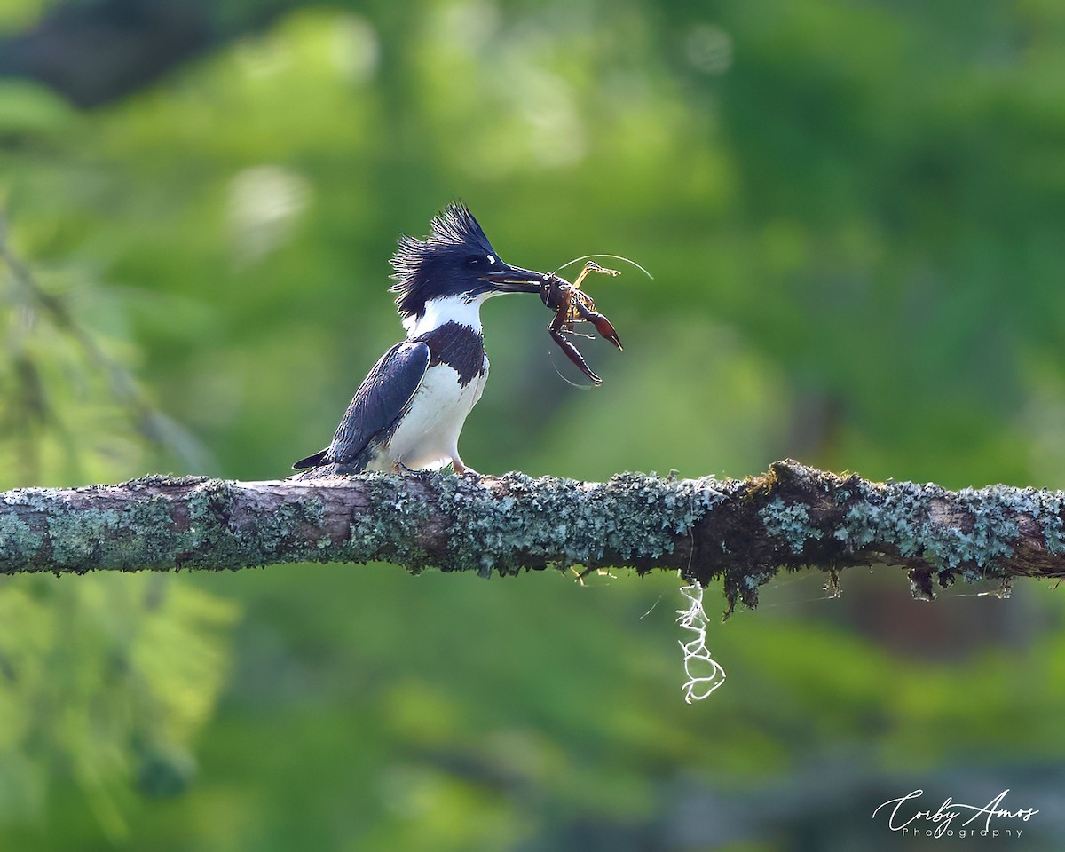Belted Kingfisher - ML620455076