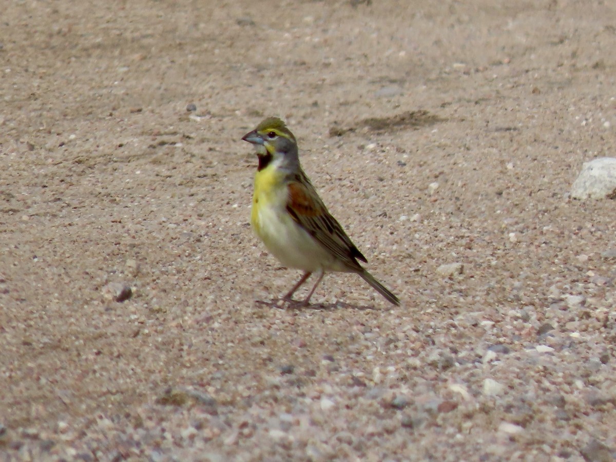 Dickcissel - ML620455077