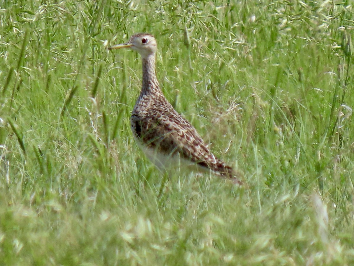 Upland Sandpiper - ML620455094