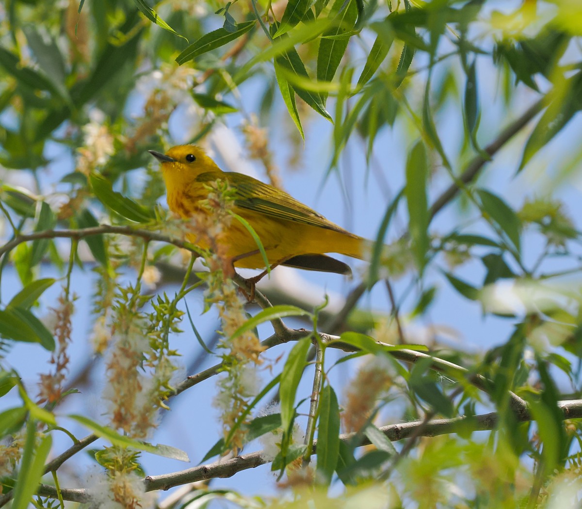 Yellow Warbler - ML620455096