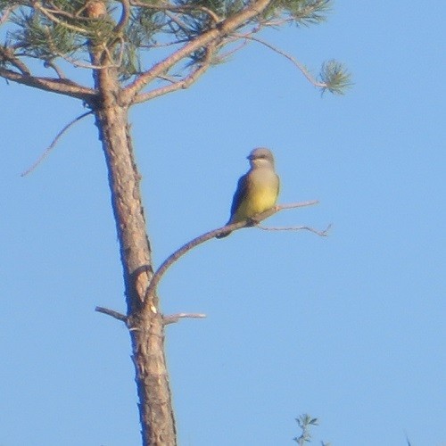 Western Kingbird - ML620455097