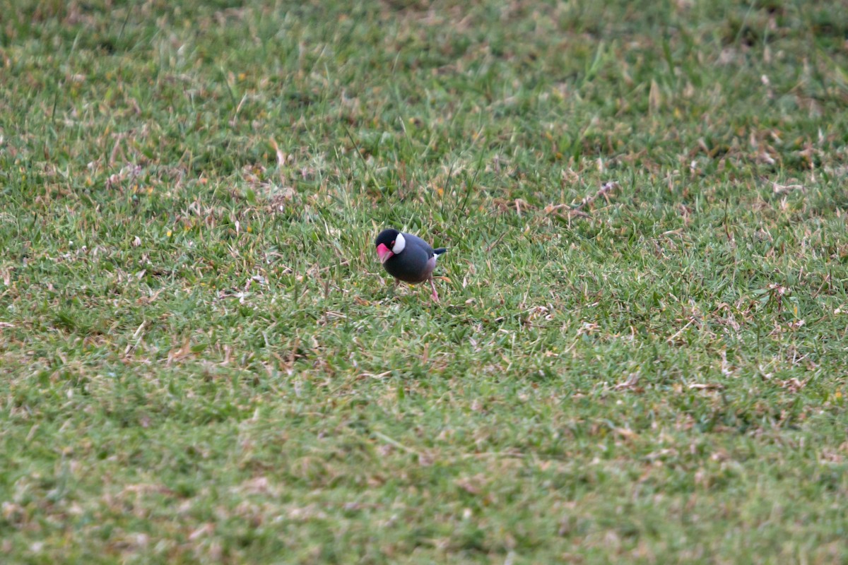 Java Sparrow - ML620455098