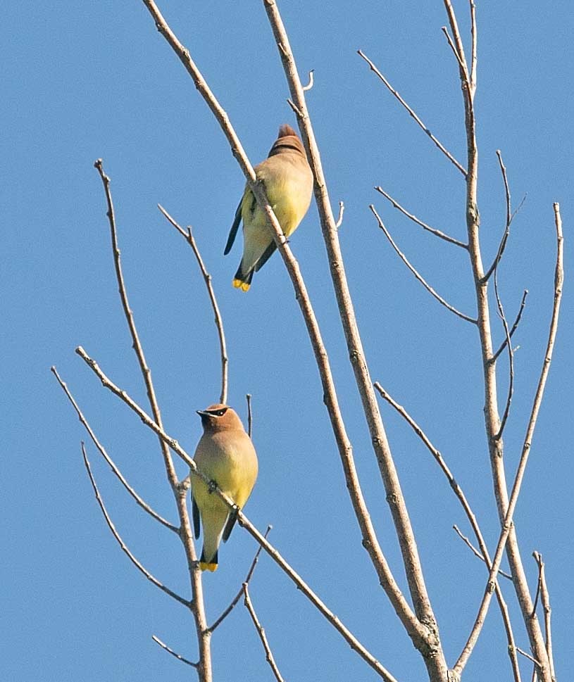 American Goldfinch - ML620455102