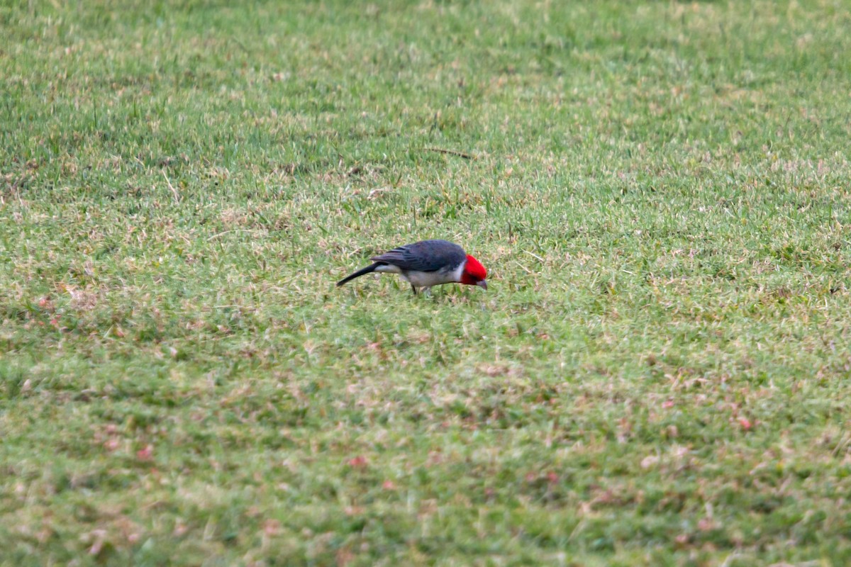 Red-crested Cardinal - ML620455104