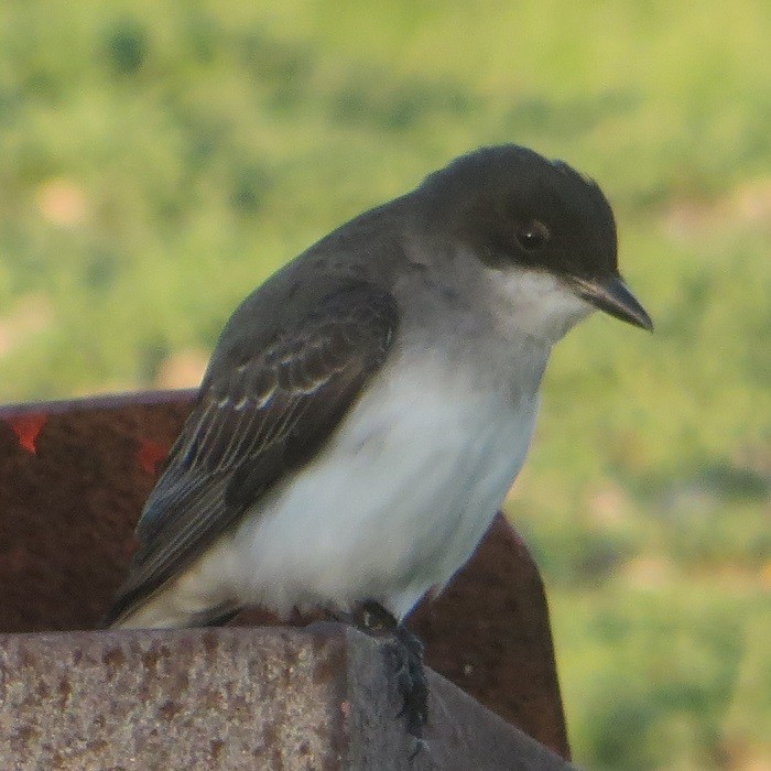 Eastern Kingbird - ML620455105