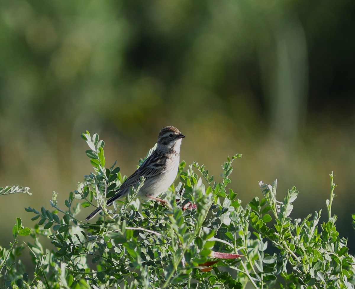 Pallas's Bunting - Rohan van Twest