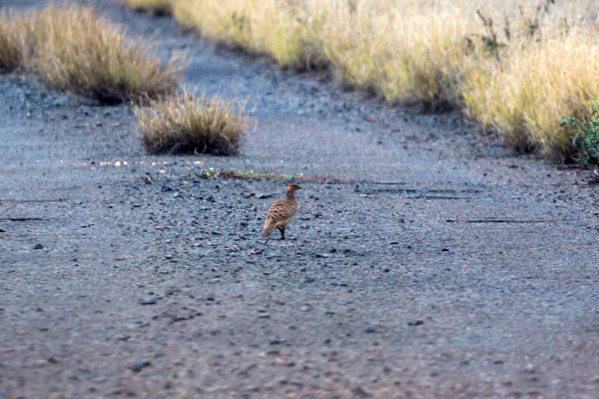 Gray Francolin - ML620455114