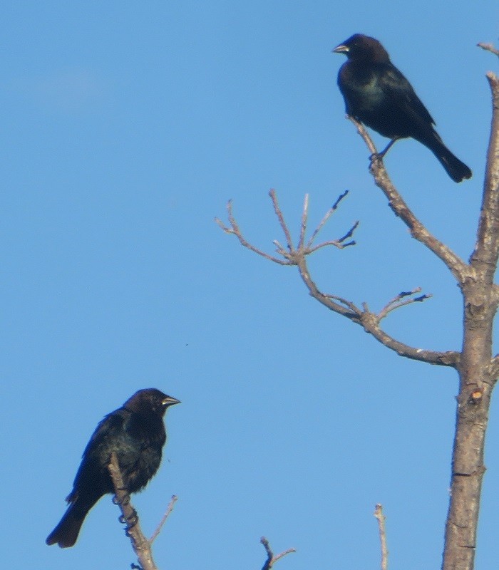 Brown-headed Cowbird - ML620455115