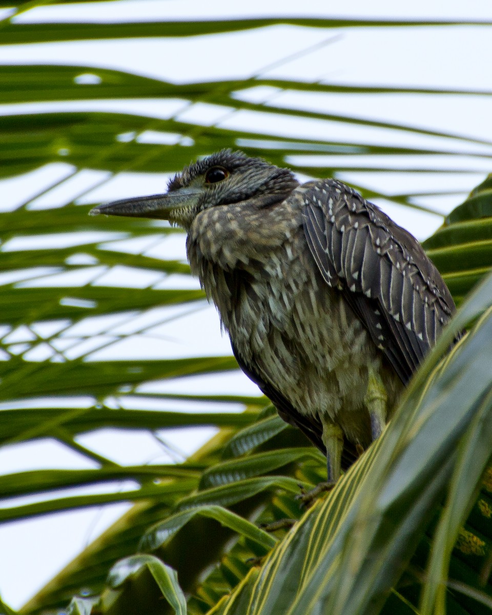 Yellow-crowned Night Heron - ML620455120