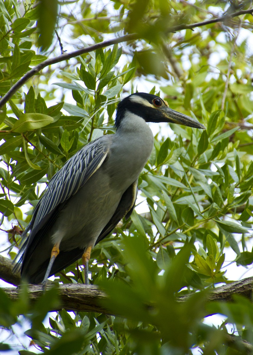 Yellow-crowned Night Heron - ML620455122