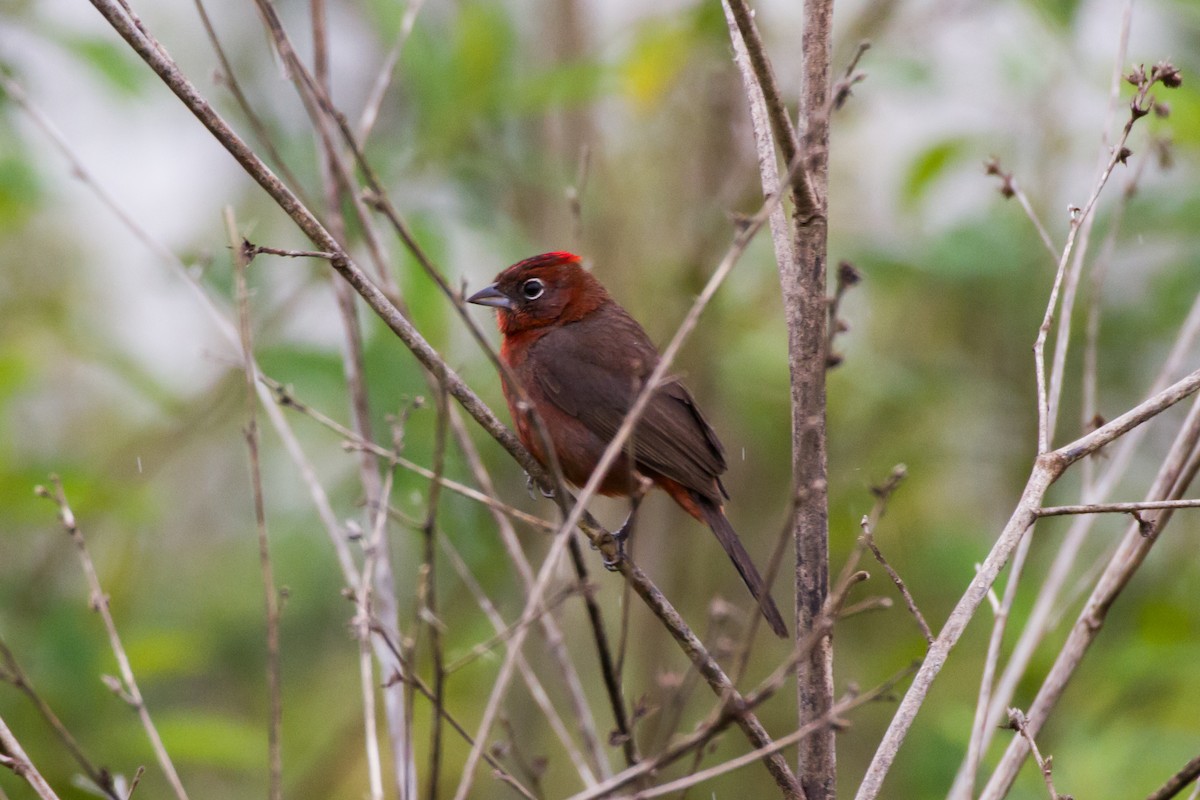 Red-crested Finch - ML620455126