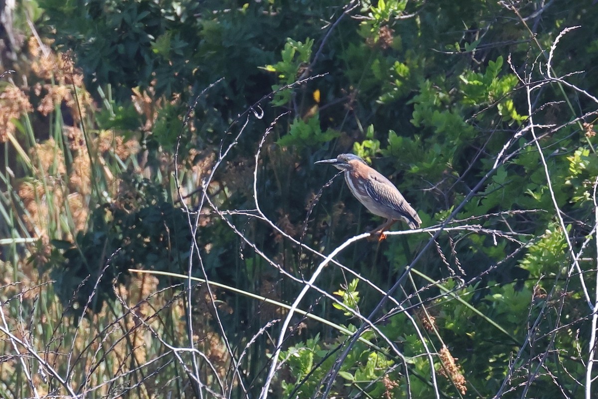 Green Heron - ML620455127