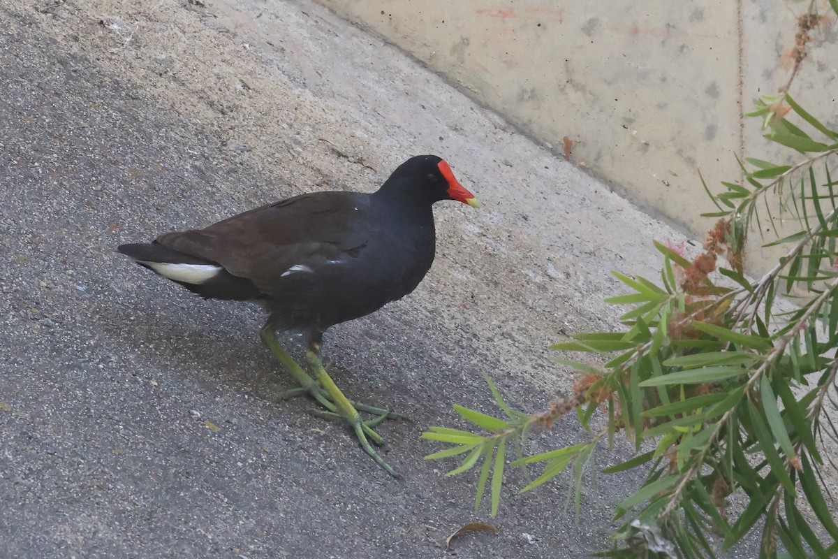 Gallinule d'Amérique - ML620455129