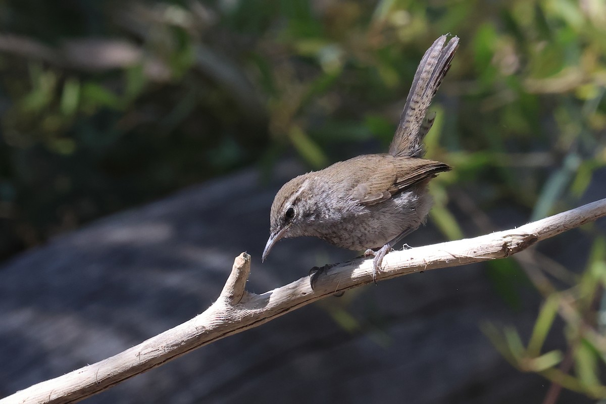 Bewick's Wren - ML620455133