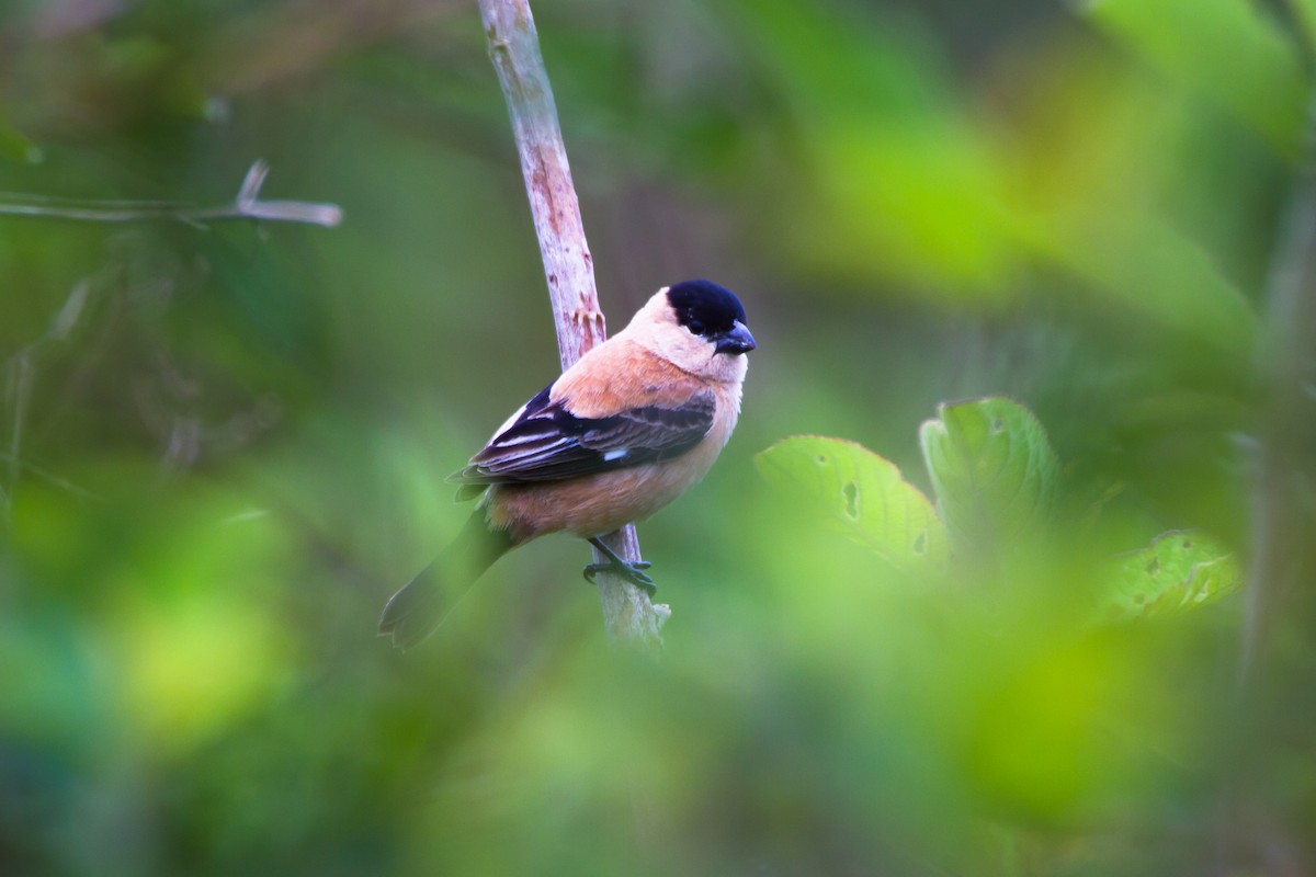 Copper Seedeater - ML620455137