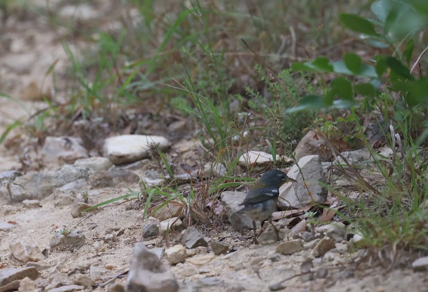 Northern Parula - Kevin Sarsfield