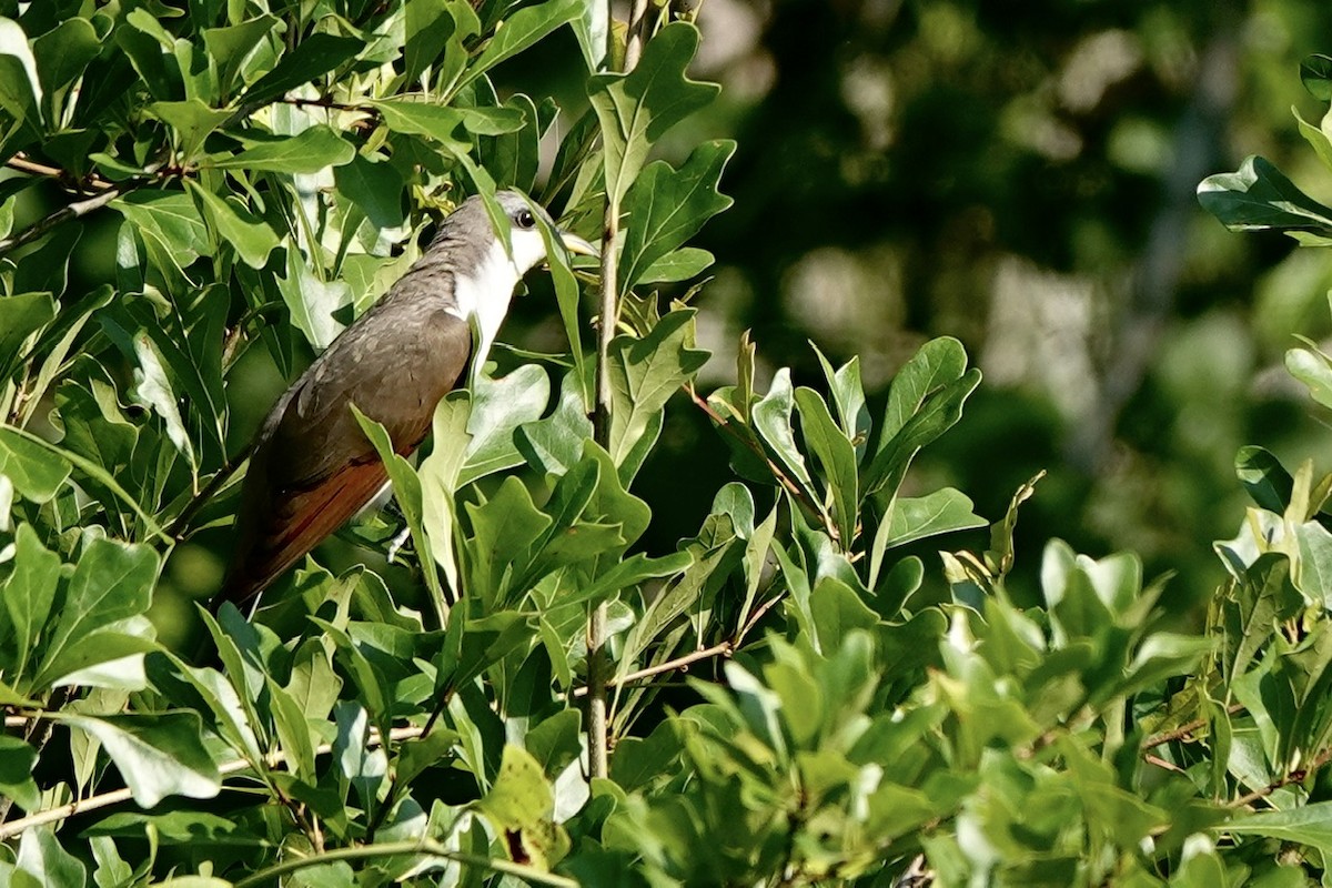 Yellow-billed Cuckoo - ML620455144