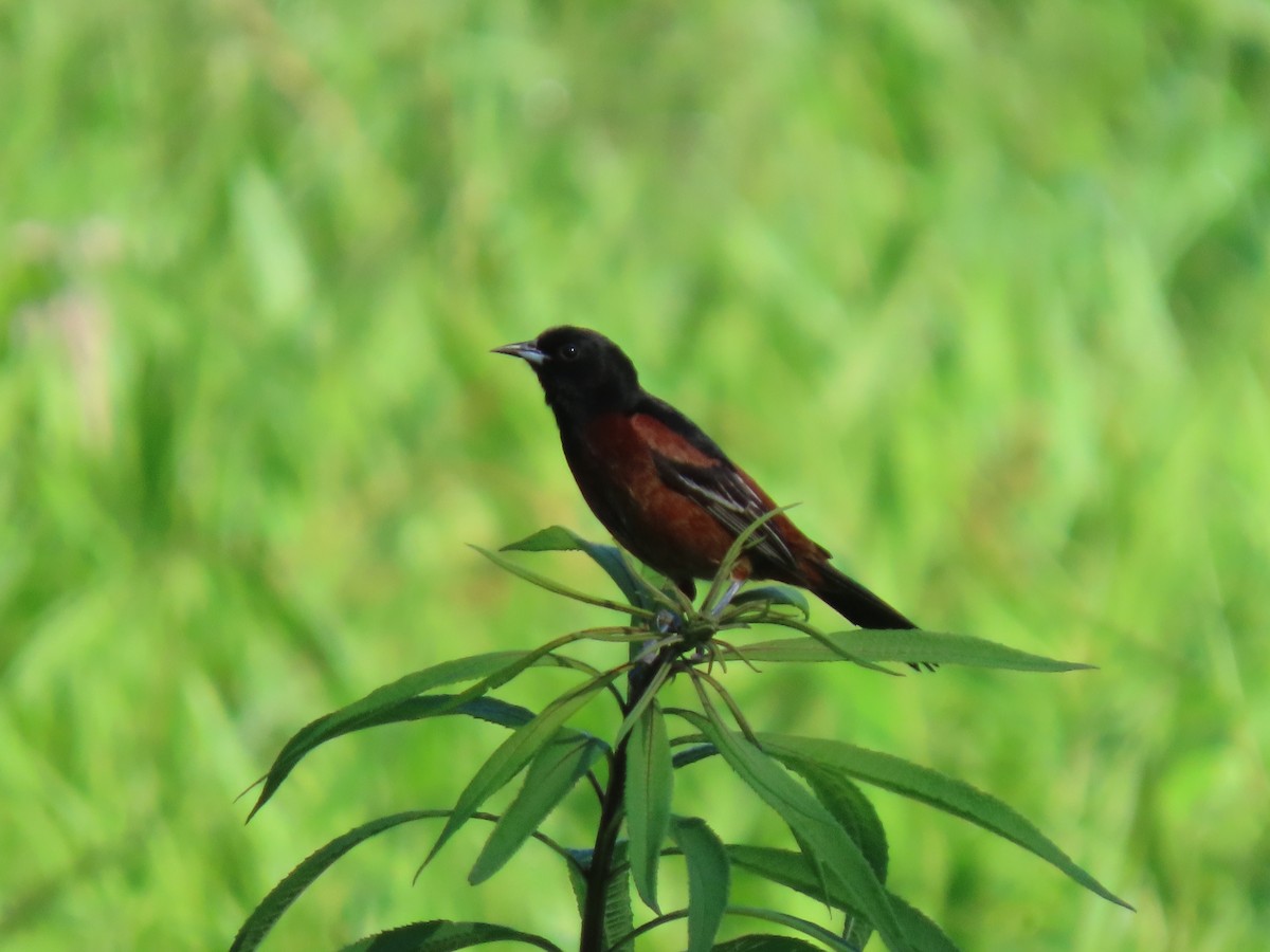 Orchard Oriole - ML620455145