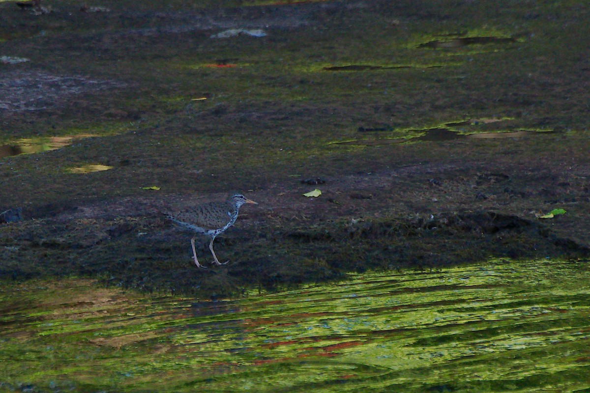 Spotted Sandpiper - Rick Beaudon