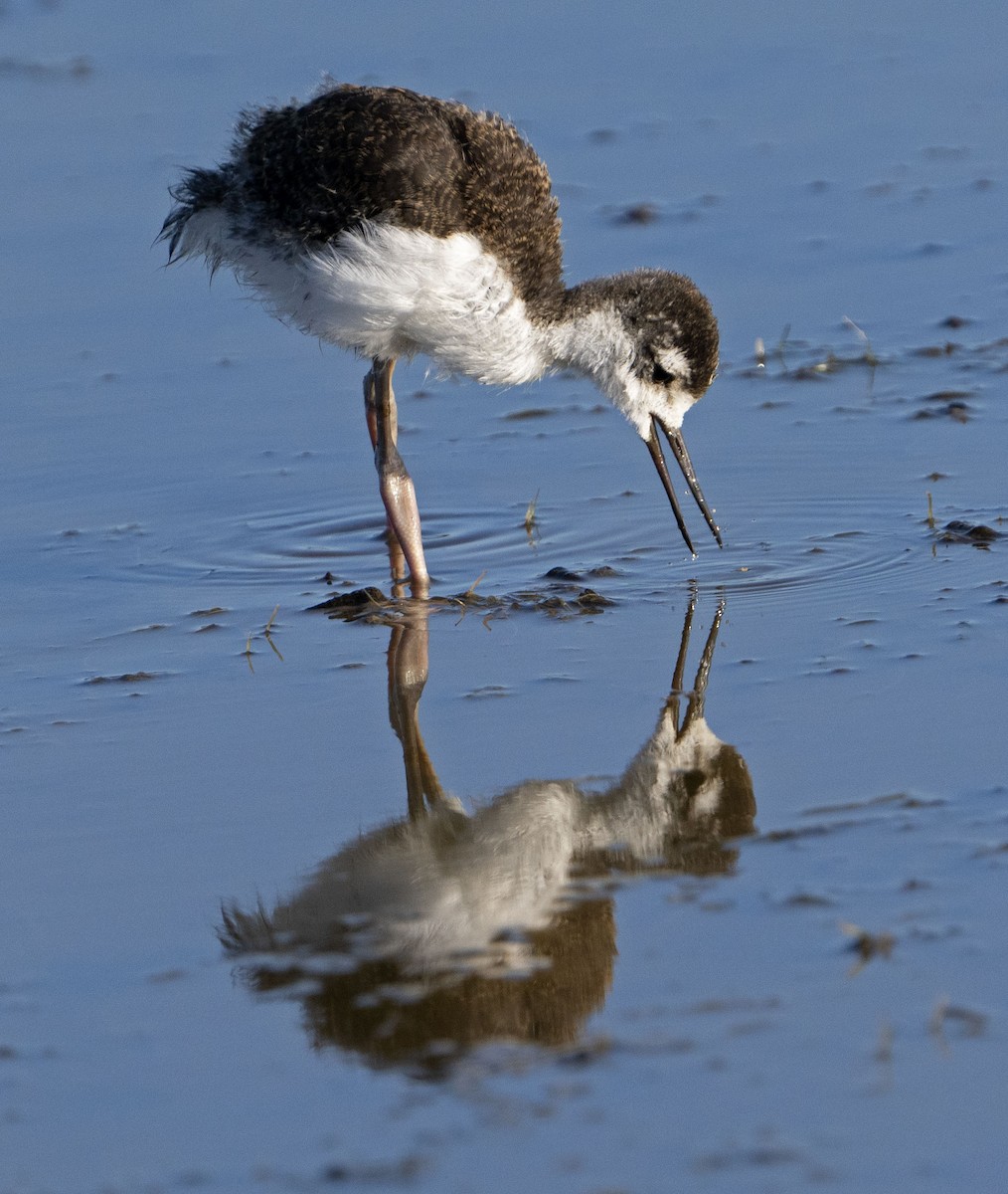 Black-necked Stilt - ML620455154