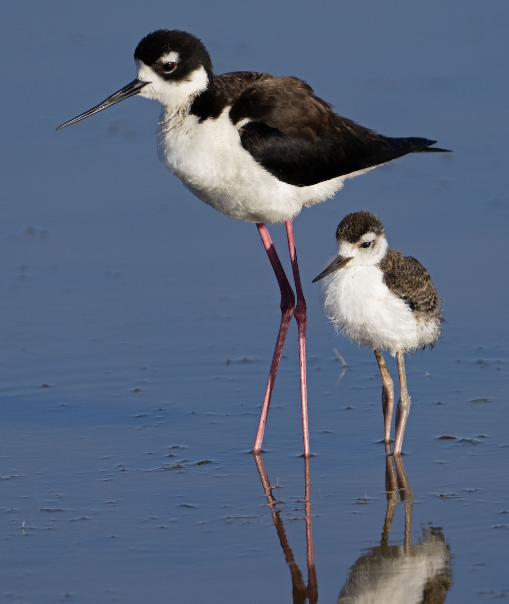 Black-necked Stilt - ML620455155