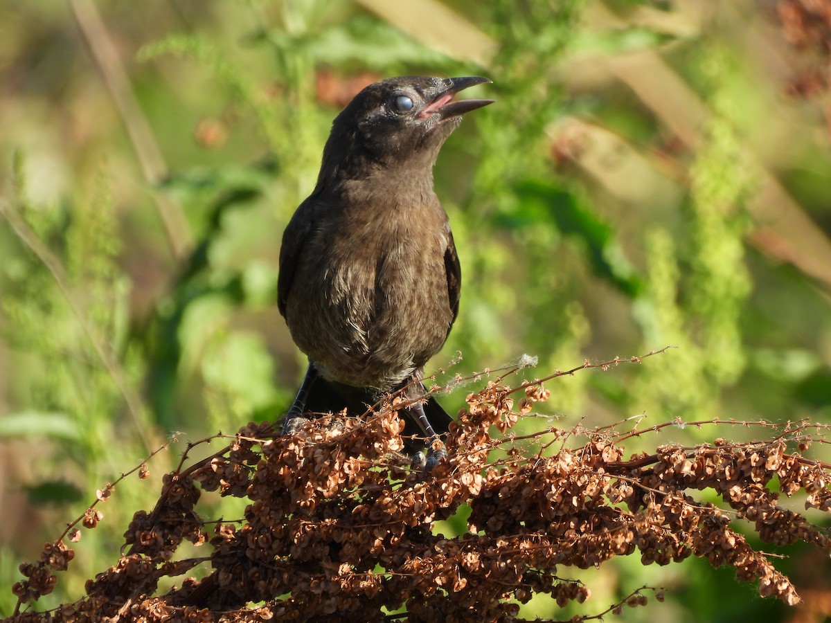 Common Grackle - ML620455160