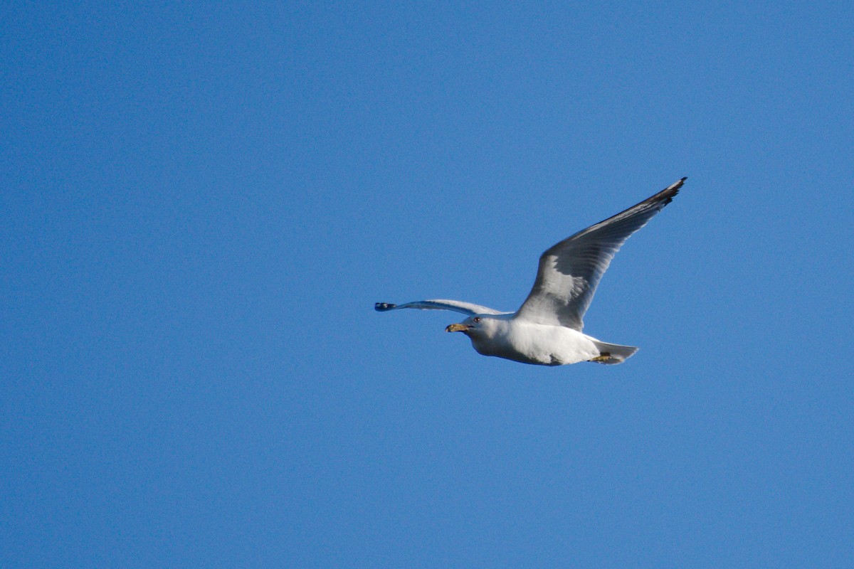 Ring-billed Gull - ML620455164