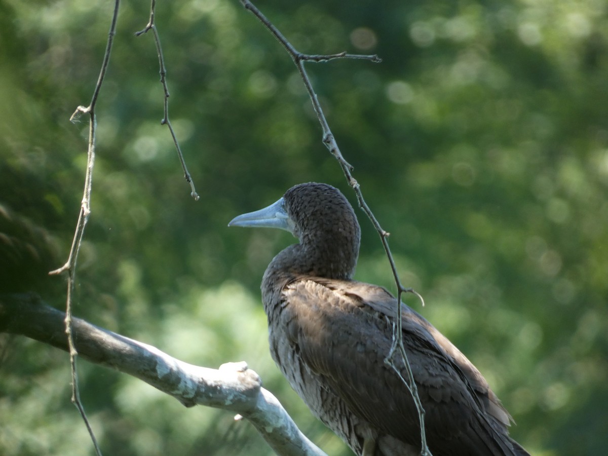 Brown Booby - ML620455168