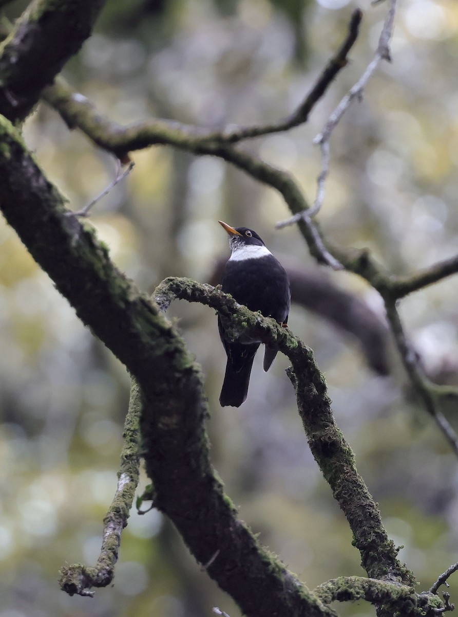 White-collared Blackbird - ML620455178