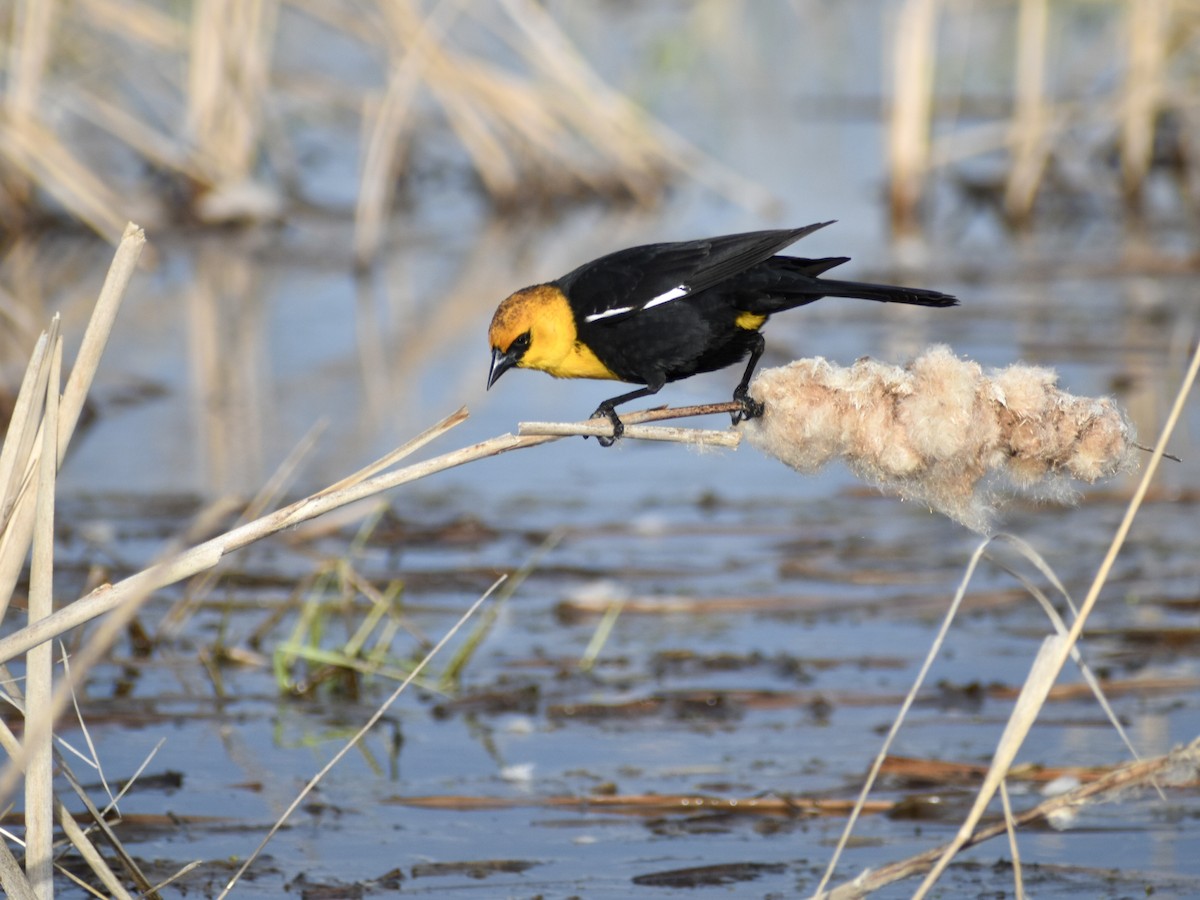 Yellow-headed Blackbird - ML620455180