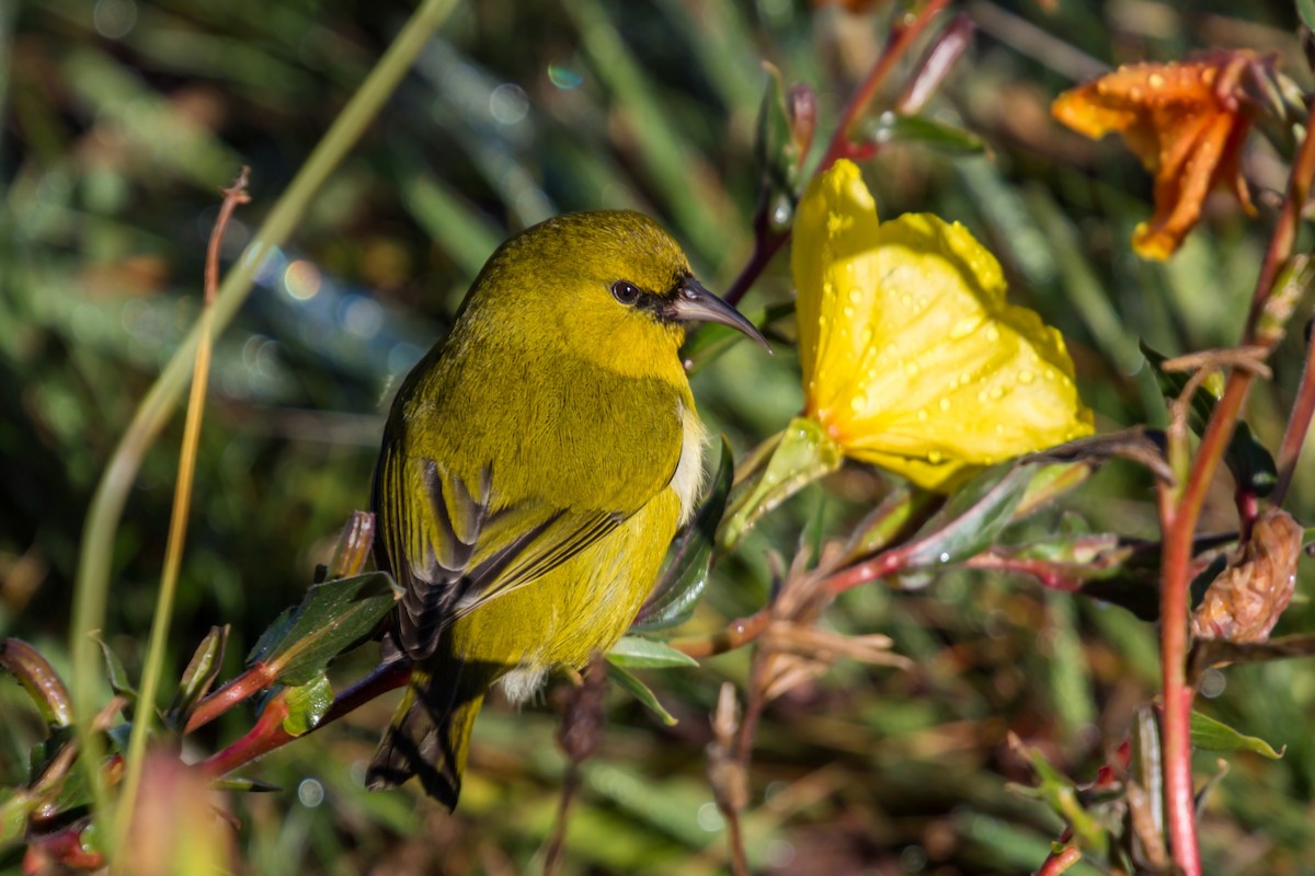 Amakihi familier (wilsoni) - ML620455189