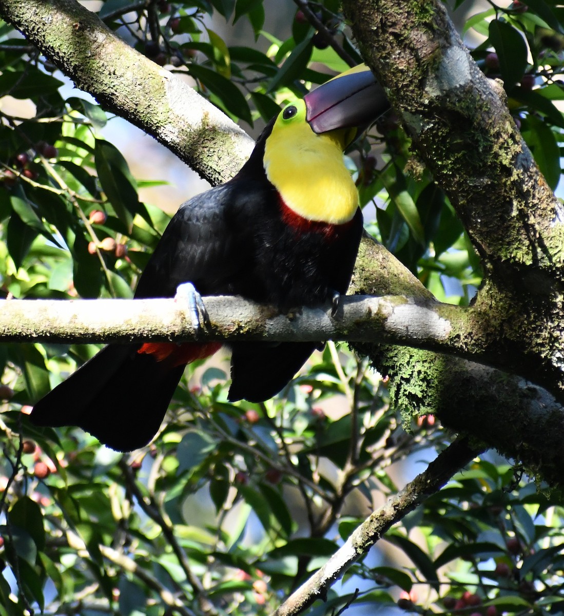 Yellow-throated Toucan - ML620455191