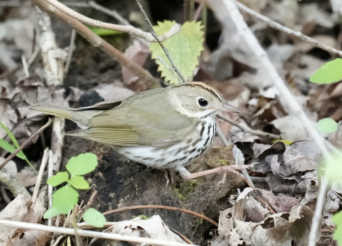 Ovenbird - ML620455194