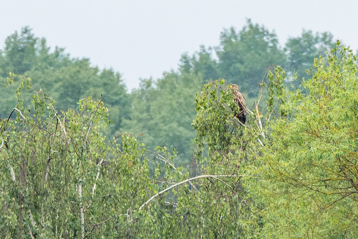 White-tailed Eagle - ML620455197