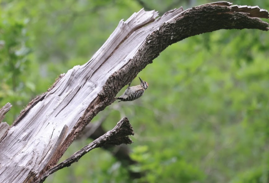 Ladder-backed Woodpecker - ML620455201