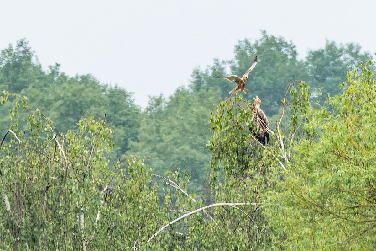 White-tailed Eagle - ML620455206