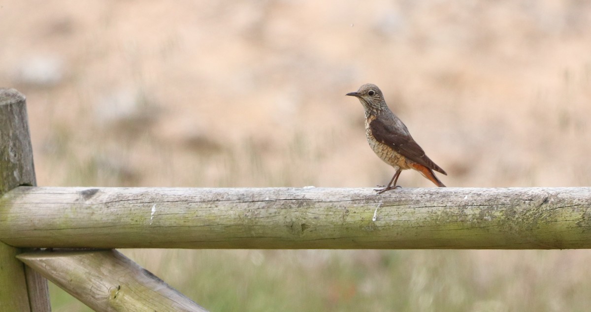 Rufous-tailed Rock-Thrush - David Santamaría Urbano