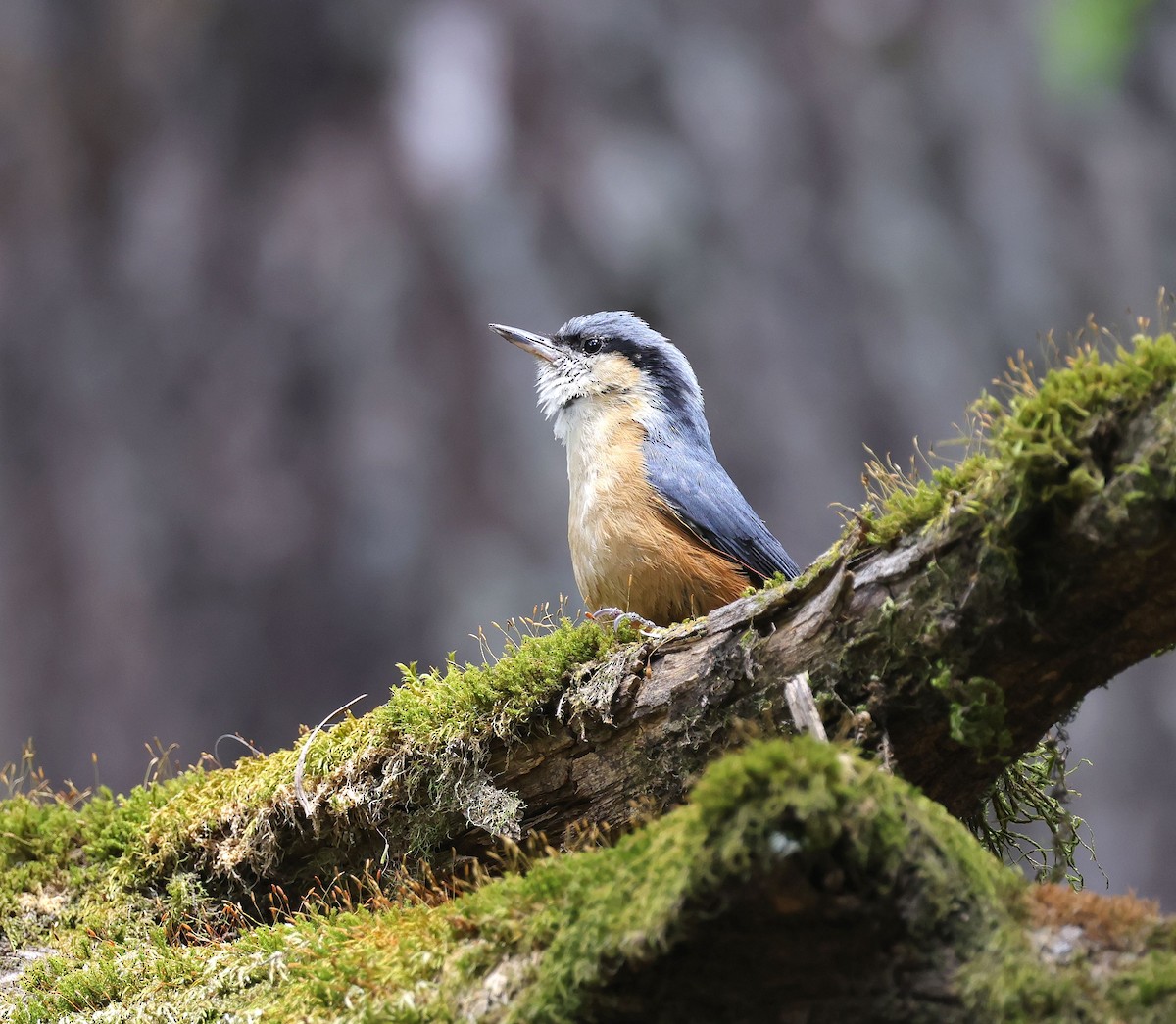 White-tailed Nuthatch - ML620455217