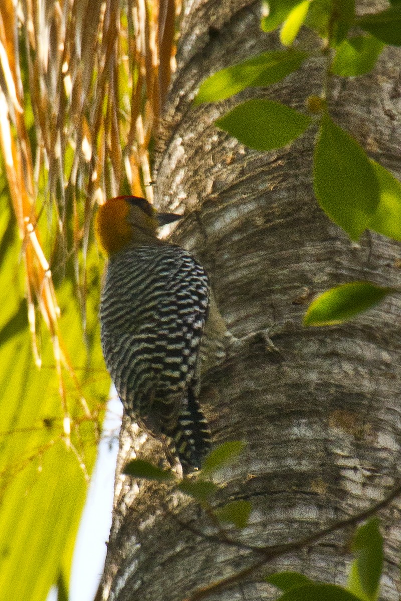 Golden-cheeked Woodpecker - ML620455220