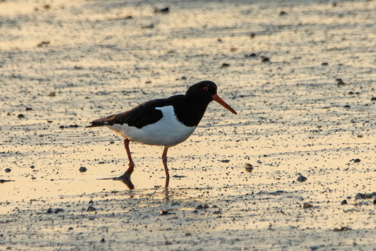 Eurasian Oystercatcher - ML620455221