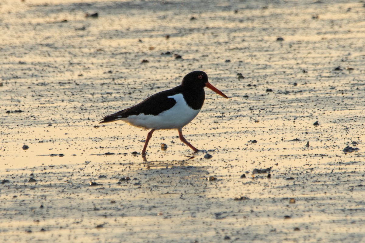 Eurasian Oystercatcher - ML620455222