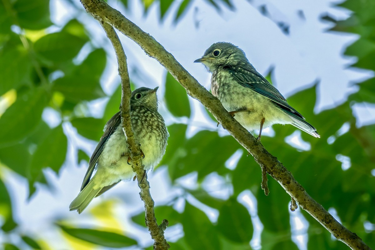 Eastern Bluebird - ML620455223