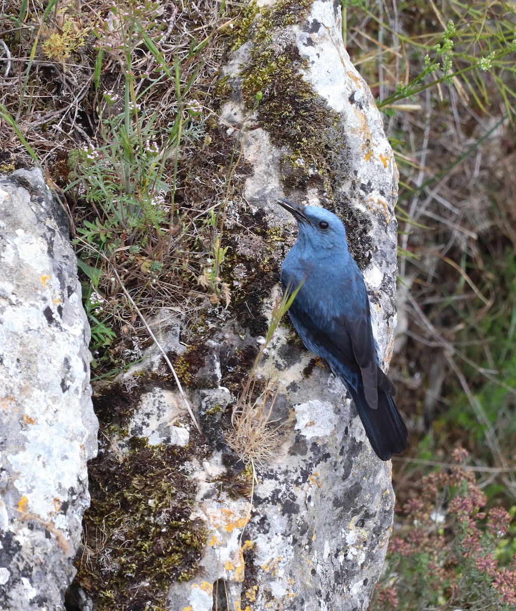 Blue Rock-Thrush - ML620455227