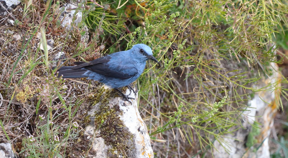 Blue Rock-Thrush - ML620455228