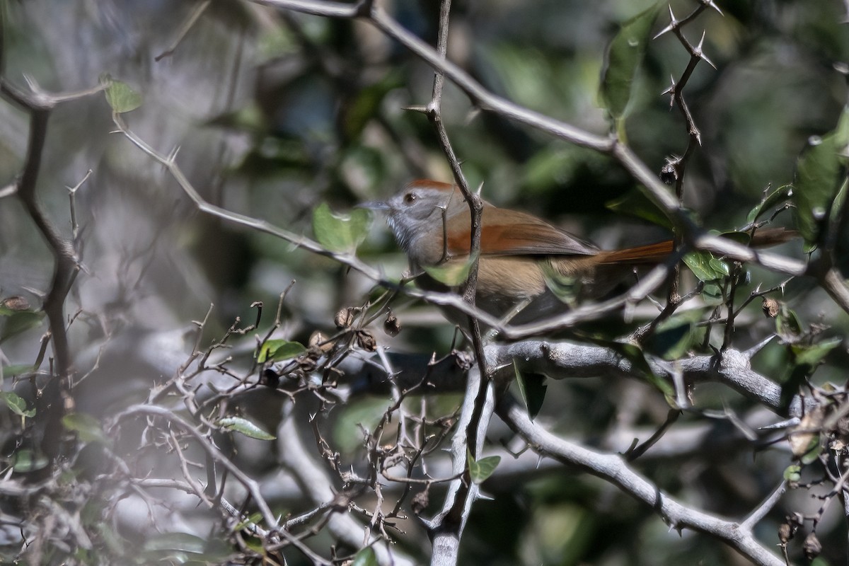 Sooty-fronted Spinetail - ML620455229