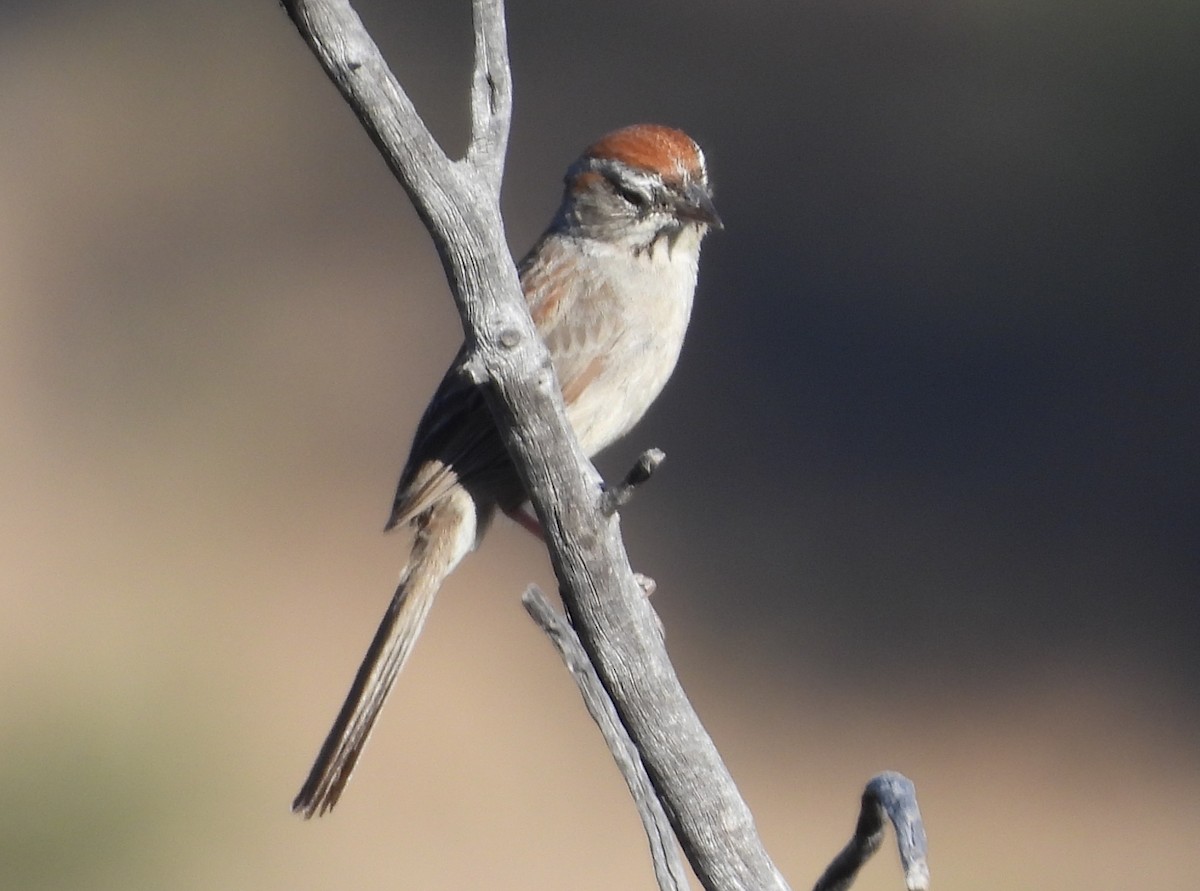 Rufous-crowned Sparrow - ML620455233