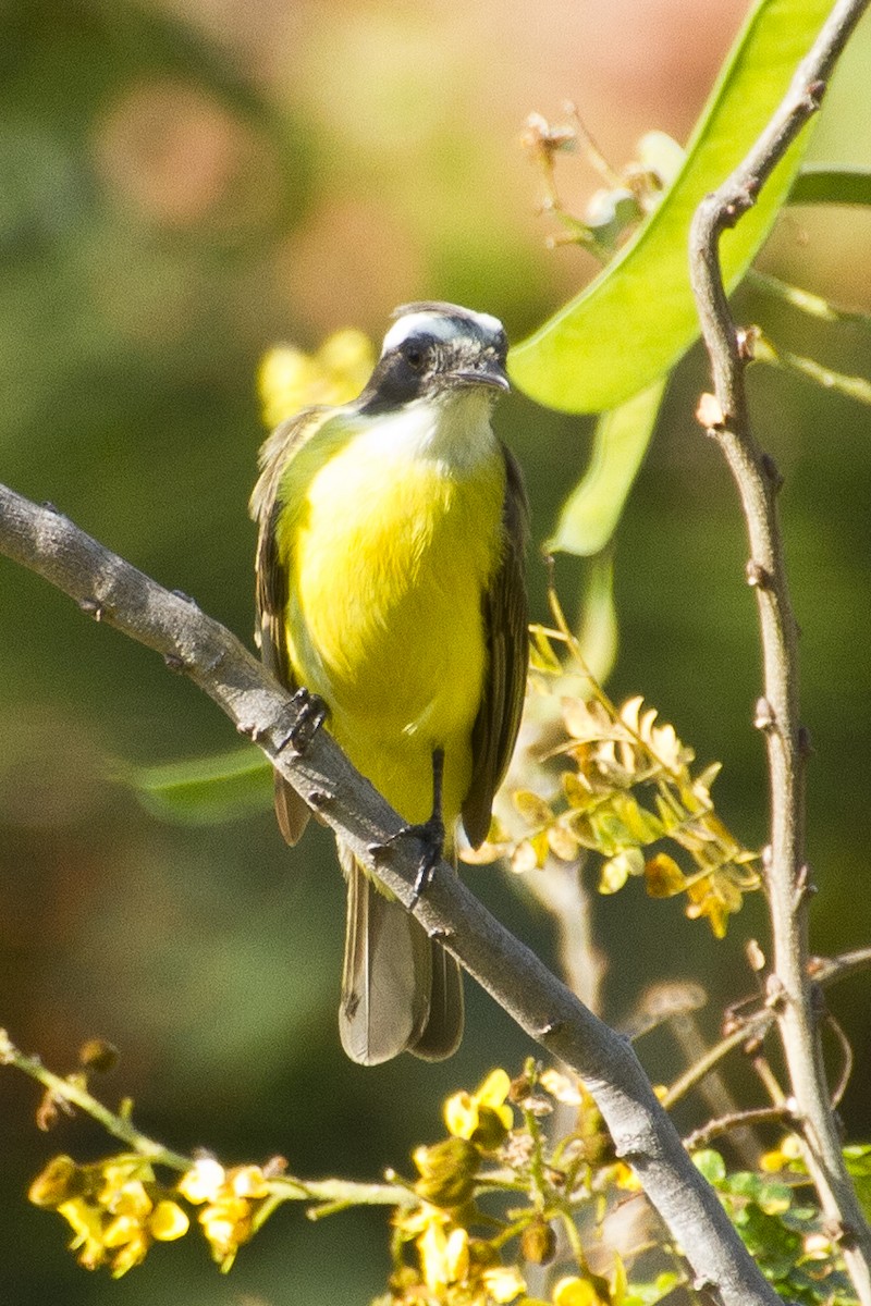 Social Flycatcher - ML620455234