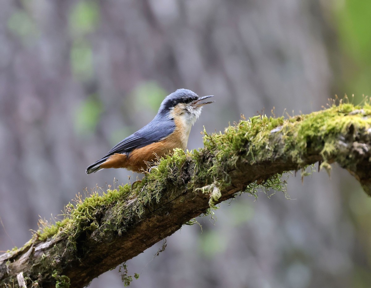 White-tailed Nuthatch - ML620455236